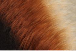 Photo Textures of Animals Skin